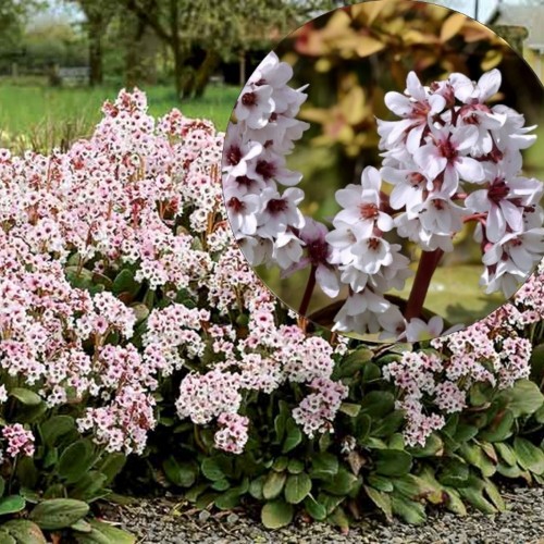 Bergenia 'Dragonfly Angel Kiss' - Bergeenia 'Dragonfly Angel Kiss'